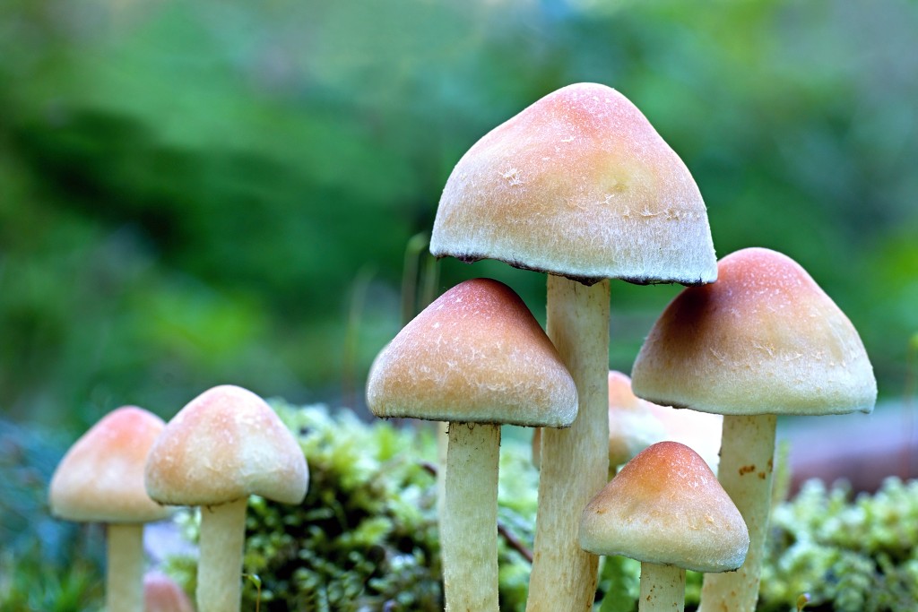 paddenstoel paddenstoelen paddestoel paddestoelen schimmel zwam schimmels zwammen hdr paddo paddos champignon champignons herfst najaar